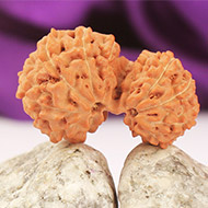 GARBH GAURI NEPALI RUDRAKSHA