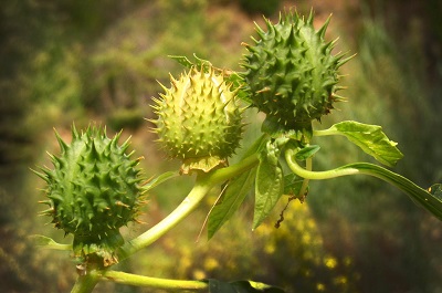 Datura fruit