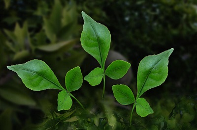 Bel Patra or Bilva leaves