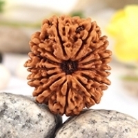 Collector Nepal Rudraksha Beads