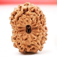 Collector Java Rudraksha Beads