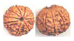 5 mukhi 