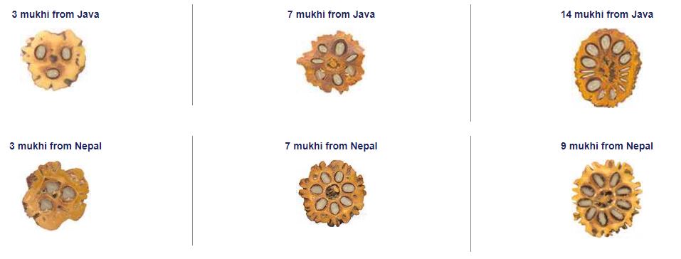 fake rudraksha