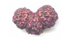 Fake Trijuti made from three Rudraksha beads ground and glued together. Purchased from Mumbai, India 1999.