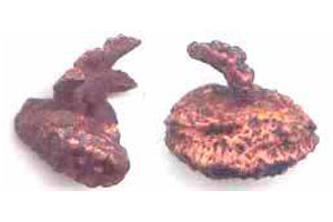 Fake Rudraksha