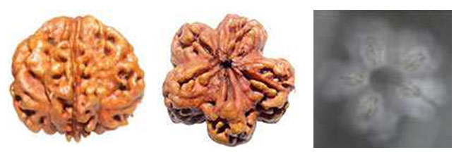 Fake Rudraksha