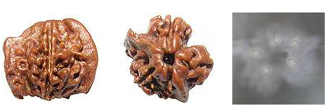 Fake Rudraksha