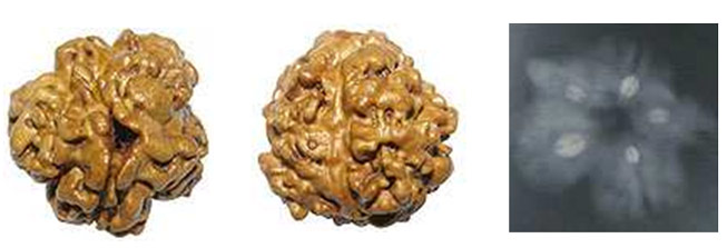 Fake Rudraksha