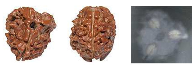 Fake Rudraksha