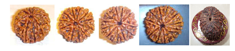 Fake Rudraksha