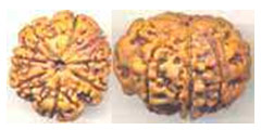 6 mukhi