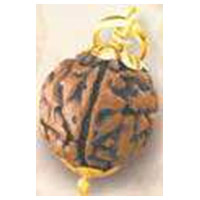 fake rudraksha