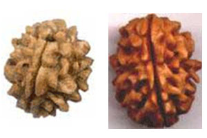 Fake rudraksha