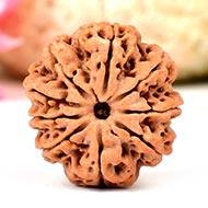 9 MUKHI NEPALI RUDRAKSHA