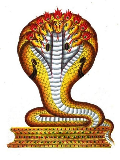 five head cobra snake pictures